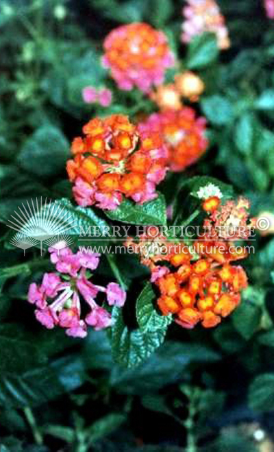 Lantana thai orange